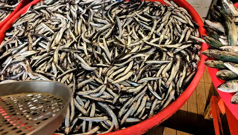 Lodos, Balık Fiyatlarını Tavan Yaptı!